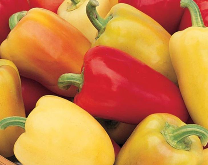 PEPPER SWEET ROMANIAN - FLAT OF 32 PLANTS