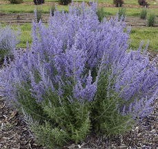 Perovskia atrip. 'Denim n Lace'