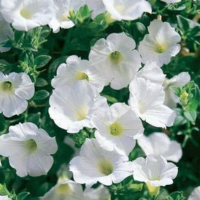 PETUNIA SURFINIAS WHITE