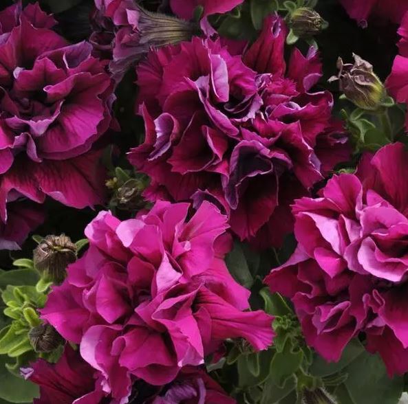PETUNIA DOUBLE MADNESS BURGUNDY