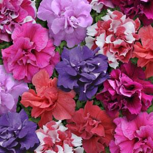 PETUNIA DOUBLE MADNESS MIX