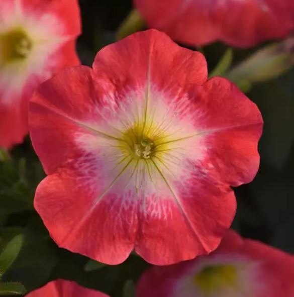 PETUNIA MADNESS RED MORN