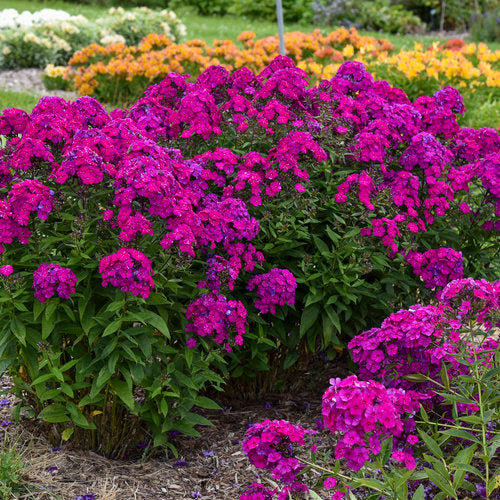 PHLOX 'LUMINARY ULTRAVIOLET'