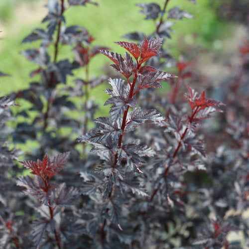 Physocarpus o. 'Summer Wine Black'
