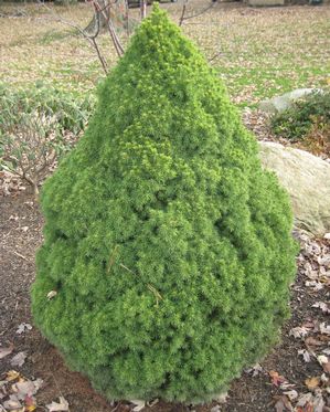 PICEA GLAUCA 'CONICA'