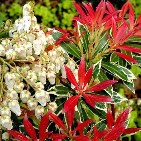 Pieris japonica 'Mountain Fire'