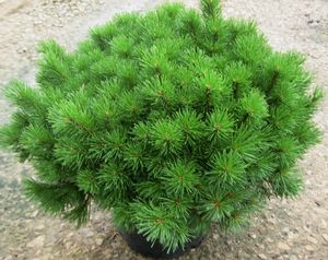 Pinus mugo 'Enci'