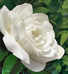 ROSE Pope John Paul II