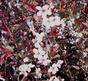 Prunus cistena