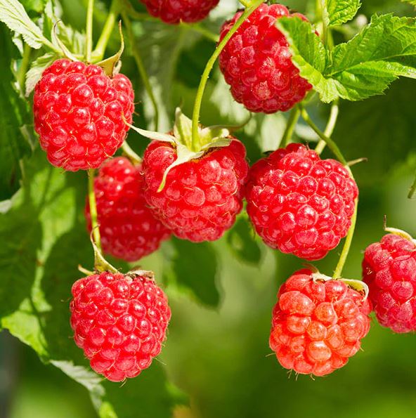 RUBUS ID. 'HERITAGE'