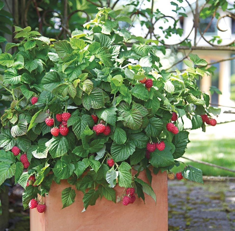 RUBUS 'RASPBERRY SHORTCAKE'