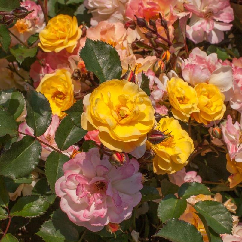 Rose 'Color Cocktail'