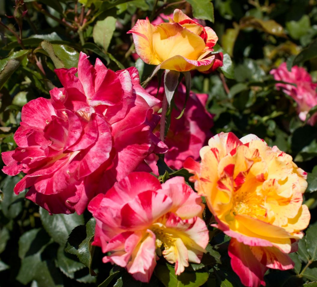 Rose 'Camille Pissarro'