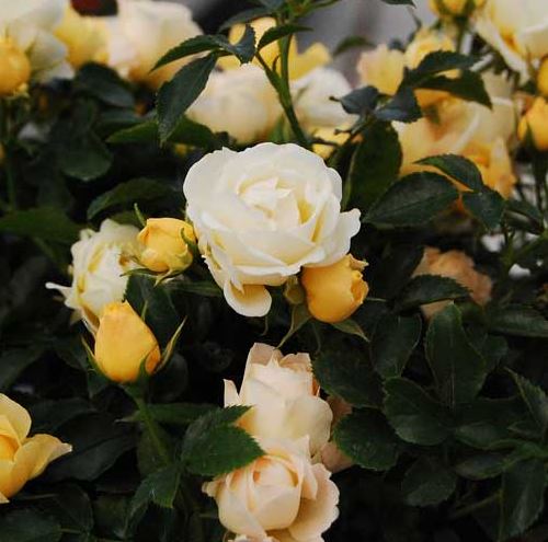 Rose 'Popcorn' (Drift)