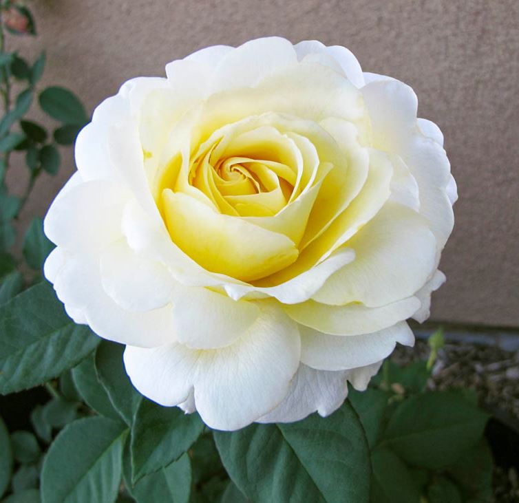 Rose 'Chantilly Cream'
