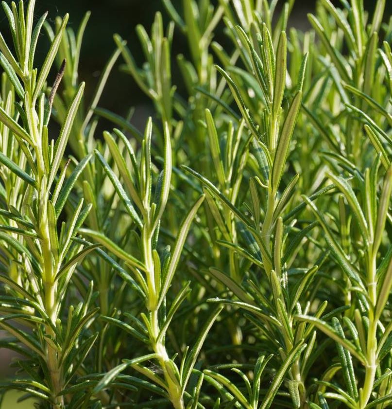 ROSEMARY ALBUS ROSMARINUS OFF - 3.5" Pot