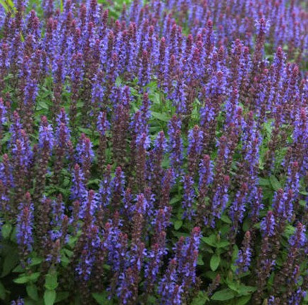 Salvia nemerosa 'Sensation Sky Blue'