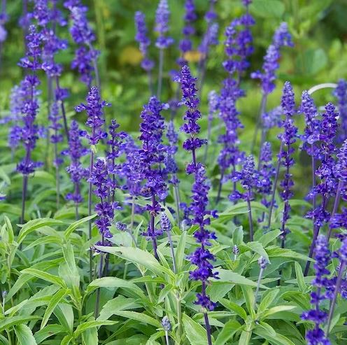 SALVIA VICTORIA BLUE