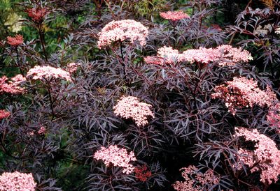 Sambucus n. 'Black Lace®'