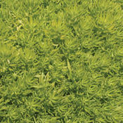 SEDUM LEMON CORAL