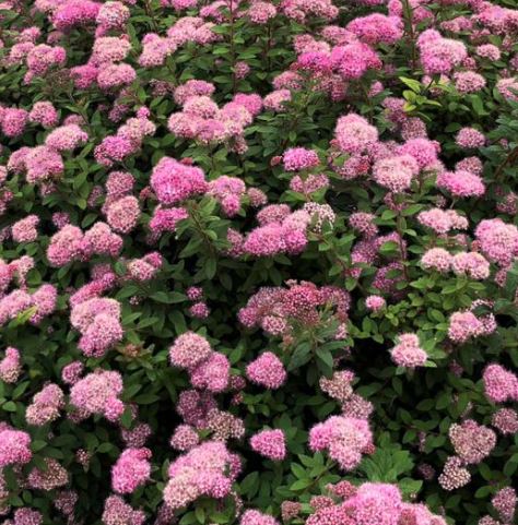Spiraea 'Poprocks Petite'