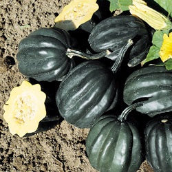 SQUASH WINTER TABLE ACE - 4" POT