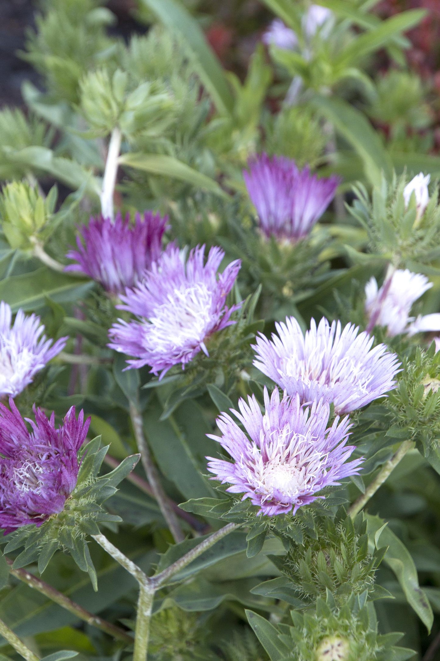 Stokesia 'Color Wheel'
