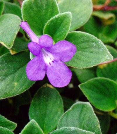 STREPTOCARPELLA BLUE CLOUD