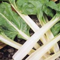 SWISS CHARD LARGE WHITE RIB