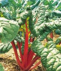 SWISS CHARD RHUBARB - FLAT OF 32 PLANTS