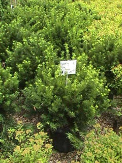 Taxus media 'Densiformis'