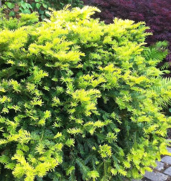Taxus x media 'Sunburst'