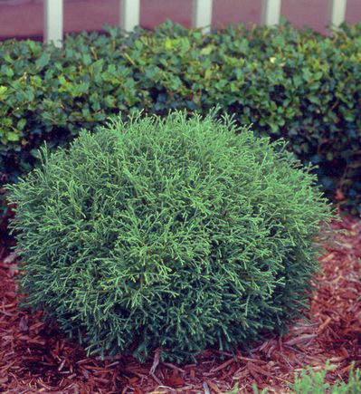 Thuja occ. 'Mr. Bowling Ball'