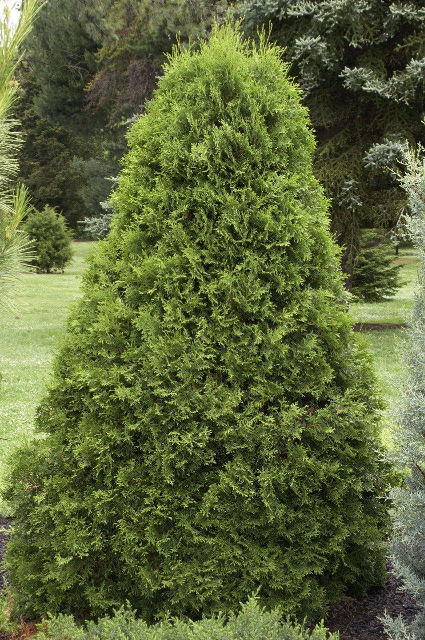 Thuja occidentalis 'Smaragd'
