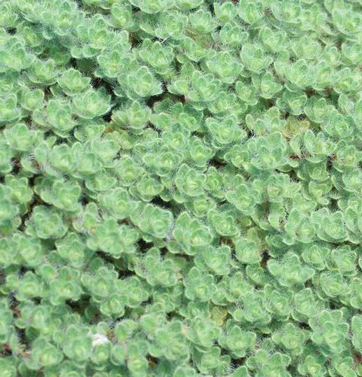 stepable plant seeds THYMUS STEPABLES WOOLY THYME