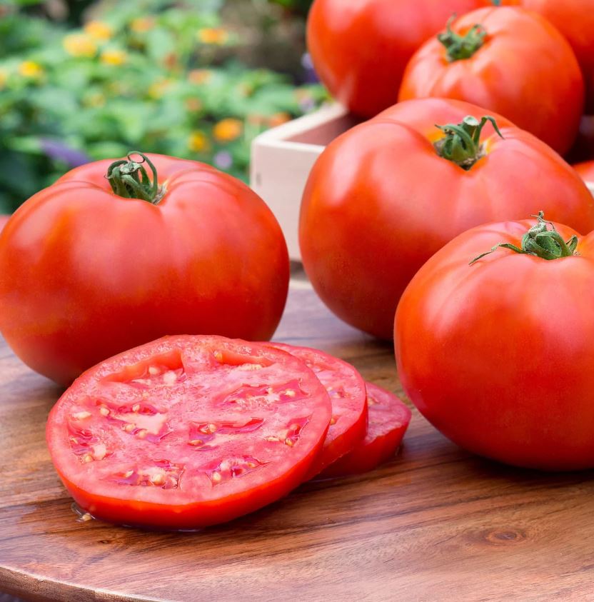 TOMATO BETTER BOY - FLAT OF 32 PLANTS