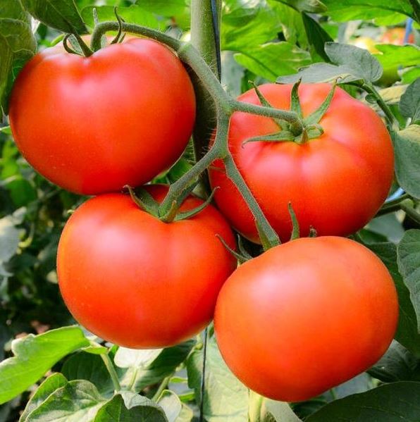 TOMATO BONNY BEST - FLAT OF 32 PLANTS
