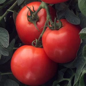 TOMATO BUSH EARLY GIRL - FLAT OF 32 PLANTS