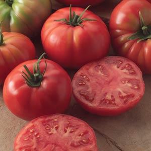 TOMATO CHAMPION - FLAT OF 32 PLANTS