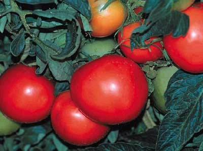 TOMATO RUTGERS - FLAT OF 32 PLANTS