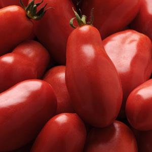 TOMATO SAN MARZANO LARGE PLUM - FLAT OF 32 PLANTS