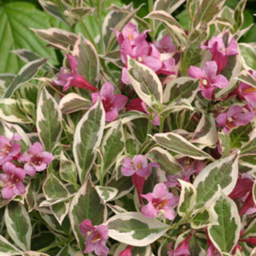 Weigela 'My Monet®'