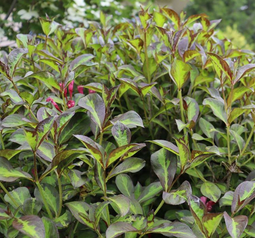 Weigela flor. 'Vinho Verde™'