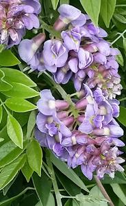 Wisteria fr. 'Amethyst Falls'