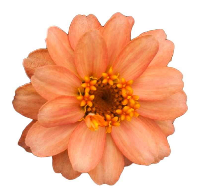 ZINNIA PROFUSION DOUBLE DEEP SALMON