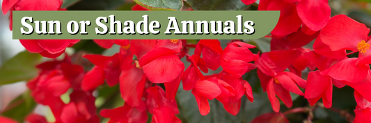 Sun or Shade Annuals