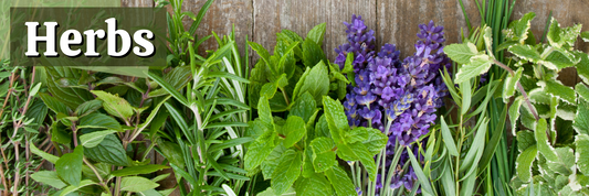 Growing Herbs