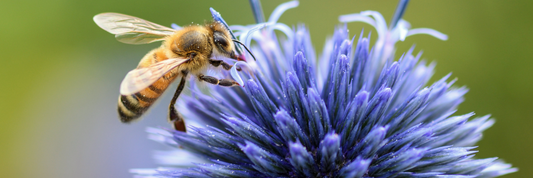 Maintaining a Thriving Pollinator Garden in Michigan