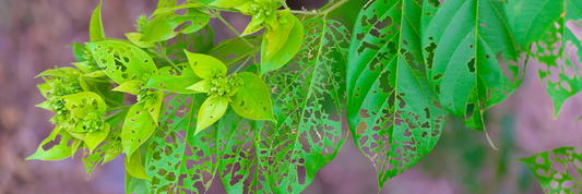 10 Common Garden Pests—and How to Stop Them