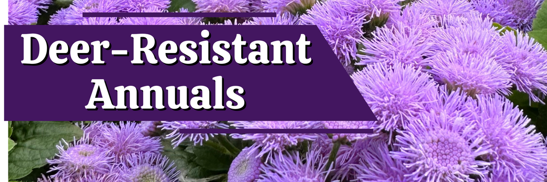 Deer-Resistant Annuals